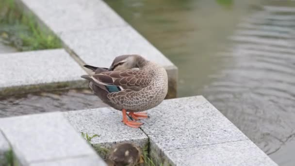 母鸭和小鸭在人工池塘边休息 — 图库视频影像