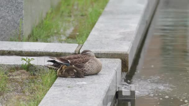 Parent Duck Duckling Resting Artificial Pond — Stock Video