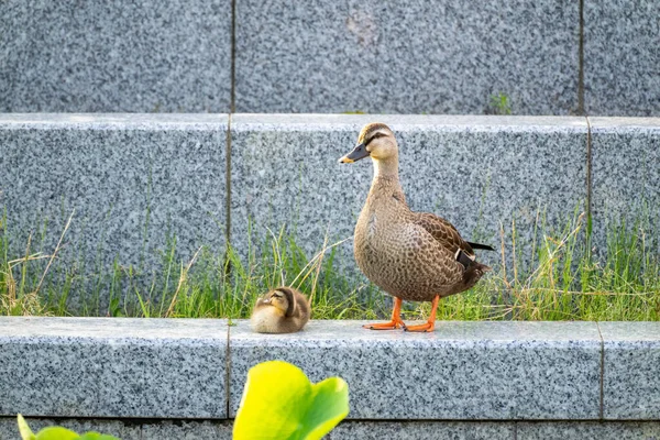 Scenery Parent Duck Duckling Living Artificial Pond — Stock Photo, Image