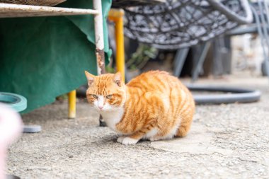 Hong Kong Yeni Bölgelerindeki kırsal alanların manzarası 
