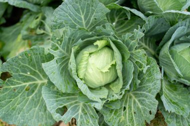 Hong Kong Yeni Bölgelerindeki kırsal alanların manzarası 