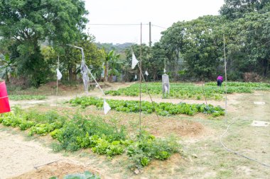 Hong Kong Yeni Bölgelerindeki kırsal alanların manzarası 