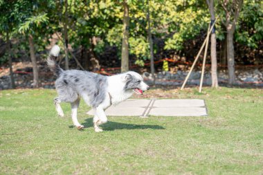 Köpekler Kowloon, Hong Kong 'da deniz kenarında bir parkta oynuyorlar.