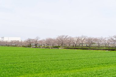 Aichi 'nin İnazawa şehrinde kiraz çiçekleri açmadan önce yürüyüş sahnesi.