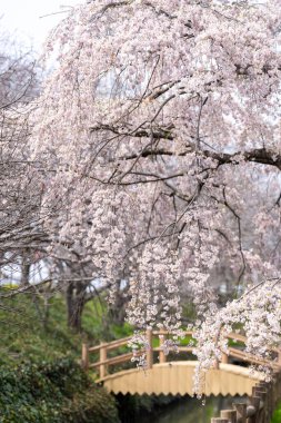 Aichi 'nin İnazawa şehrinde kiraz çiçekleri açmadan önce yürüyüş sahnesi.