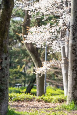 Aichi 'nin İnazawa şehrinde kiraz çiçekleri açmadan önce yürüyüş sahnesi. 