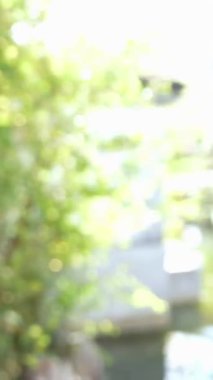 Geleneksel Ryusou giyen yirmili yaşlarında genç bir kadın Okinawa 'da Çin tarzı bir bahçede yürüyor. Bu sahne kültürel miras ve doğal güzelliğin karışımını vurgular..