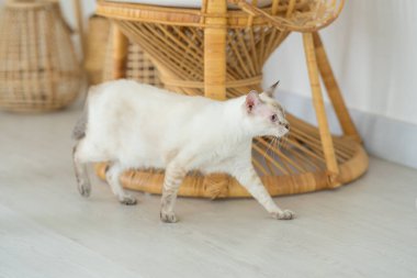 Selangor, Malezya 'da Asya' dan esinlenilmiş mobilyalarla dolu şık bir oda beyaz bir kedi ve siyah bir kedinin birlikte vakit geçirdiği yerdir..