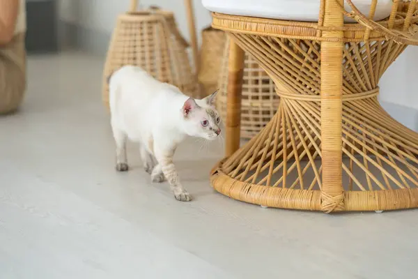 stock image In Selangor, Malaysia, a stylish room with Asian-inspired furniture is home to a white cat and a black cat spending time together.