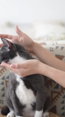 Haziran 'da Selangor Malezya' da yirmili yaşlarda Çinli bir kadın ve 30 'lu yaşlarda bir erkek kediyi odasının önünde ağırdan alınmış mobilyalarla besliyor.