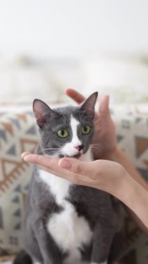 Haziran 'da Selangor Malezya' da yirmili yaşlarda Çinli bir kadın ve 30 'lu yaşlarda bir erkek kediyi odasının önünde ağırdan alınmış mobilyalarla besliyor.