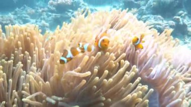 Filipinler 'in Palawan Adası' ndaki bir turizm merkezi olan El Nido 'da Mayıs ayında yapılan bir dalış gezisinden sualtı görüntüleri..