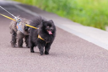 Nehir kenarında yürüyen sevimli bir köpek..