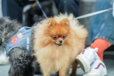 Nehir kenarında yürüyen sevimli bir köpek..