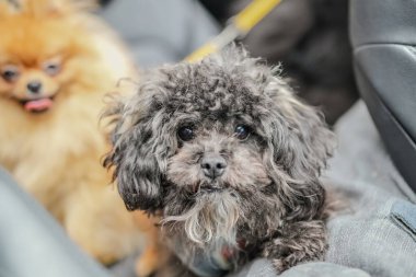 Nehir kenarında yürüyen sevimli bir köpek..