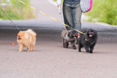 Nehir kenarında yürüyen sevimli bir köpek..