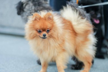 Nehir kenarında yürüyen sevimli bir köpek..