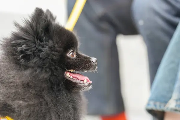 Nehir kenarında yürüyen sevimli bir köpek..