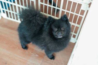 Pyeongnae-dong, Namyangju-si, Gyeonggi-do, Kore 'de nehir kenarında yürüyen sevimli bir köpek..