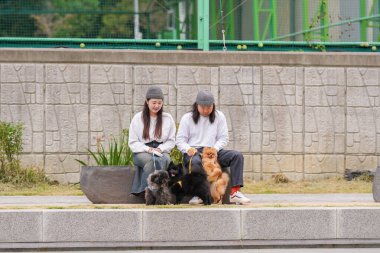 Koreli bir erkek ve bir Japon kadın, ikisi de 30 'larında, Pyeongnae-dong, Namyangju-si, Gyeonggi-do, Kore' de nehir kenarında üç köpek gezdiriyorlar..