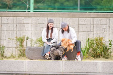 Koreli bir erkek ve bir Japon kadın, ikisi de 30 'larında, Pyeongnae-dong, Namyangju-si, Gyeonggi-do, Kore' de nehir kenarında üç köpek gezdiriyorlar..