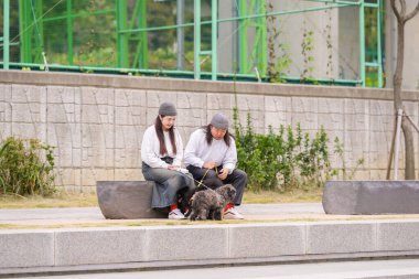 Koreli bir erkek ve bir Japon kadın, ikisi de 30 'larında, Pyeongnae-dong, Namyangju-si, Gyeonggi-do, Kore' de nehir kenarında üç köpek gezdiriyorlar..
