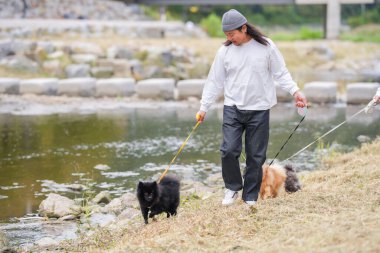 Koreli bir erkek ve bir Japon kadın, ikisi de 30 'larında, Pyeongnae-dong, Namyangju-si, Gyeonggi-do, Kore' de nehir kenarında üç köpek gezdiriyorlar..