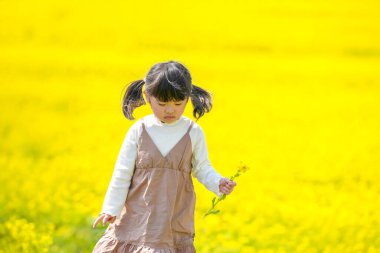 Huzurlu bir kırsal alanda çiçek açan kolza çiçeği tarlasında yürüyen ikiz kuyruklu 3 yaşında bir Japon kızı. Mart başında yakalanan, Baharın yumuşak atmosferiyle çevrili.