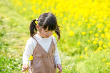 Huzurlu bir kırsal alanda çiçek açan kolza çiçeği tarlasında yürüyen ikiz kuyruklu 3 yaşında bir Japon kızı. Mart başında yakalanan, Baharın yumuşak atmosferiyle çevrili.