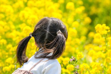 Mart ayı başlarında sakin bir kırsal kesimde, ikiz at kuyruklu 3 yaşındaki Japon kız, tamamen açan kolza tohumu çiçekleri arasından neşeyle kır çiçeklerini toplar ve baharın huzurlu bir anını yakalar..