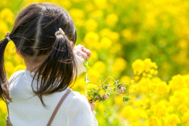 Mart ayı başlarında sakin bir kırsal kesimde, ikiz at kuyruklu 3 yaşındaki Japon kız, tamamen açan kolza tohumu çiçekleri arasından neşeyle kır çiçeklerini toplar ve baharın huzurlu bir anını yakalar..
