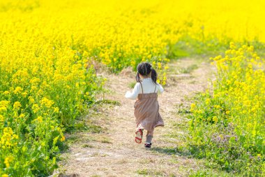 İkiz kuyruklu 3 yaşındaki bir Japon kızı, huzurlu kırsalda kolza çiçeği tarlasında neşeyle koşuyor. Mart başında yakalanan, baharın sıcağını çağrıştıran.