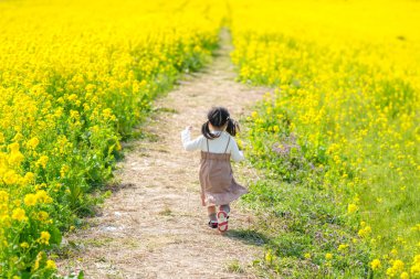 İkiz kuyruklu 3 yaşındaki bir Japon kızı, huzurlu kırsalda kolza çiçeği tarlasında neşeyle koşuyor. Mart başında yakalanan, baharın sıcağını çağrıştıran.