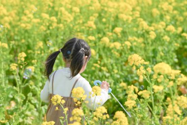 Japon kırsalındaki çiçek açan kolza tarlasında iki kuyruklu Japon bir kız çocuğu sabun köpüğüyle oynuyor. Sıcak bir bahar günü neşe ve merakla gülümsüyor..
