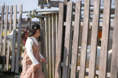 İkiz kuyruklu neşeli bir Japon kızı, Mart ayında güneşli bir bahar öğleden sonrasını sakin bir kırsal alanda yumuşak, sıcak güneş ışığıyla yıkanmış bir keçiyi yeşil otla besleyerek geçiriyor..