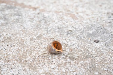 Büyük, güzel yıpranmış bir deniz kabuğu sahil boyunca belirgin bir şekilde sergileniyor, güneş ışığını yakalıyor ve sakin kıyı manzarasına doğal bir mucize katıyor. Incheon, Güney Kore.