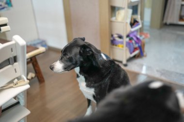 Çinli bir ailenin oturma odasında, iki büyük siyah köpek yumuşak bir halıya uzanır, biri Bernese Dağı köpeği, rahat mobilyalar ve peluş yastıklar arasında sıcak ışıkta yıkanır. Bahar. Şangay 'da. Çin.