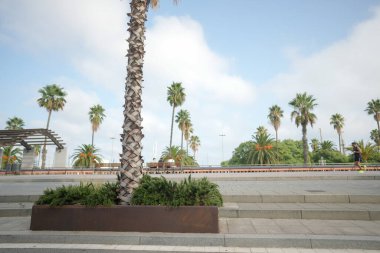 Bir palmiye ağacı kaldırımdaki bir saksının içinde. Gökyüzü bulutlu ve güneş parlıyor