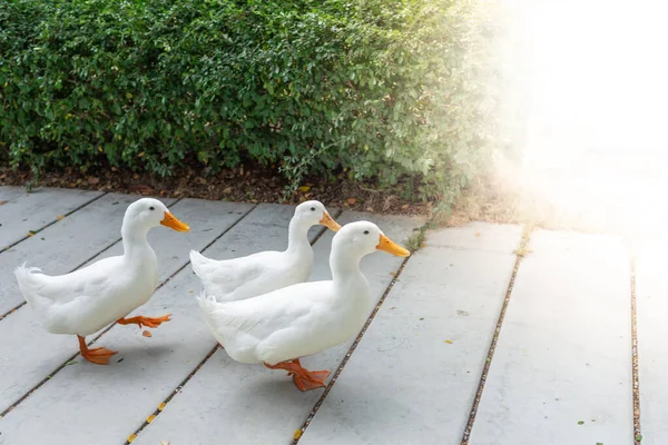 White Duck Walking Cement Floor Fence Green Grass — Stock Photo, Image