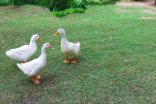 Três Patos Brancos Caminham Campo Verde Detalhe Animal — Fotografia de Stock