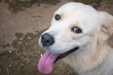 Köpek Golden Retriever 'ı yakından izle. Dil detaylarını ortaya çıkar. Görüntü bulanıklığı.