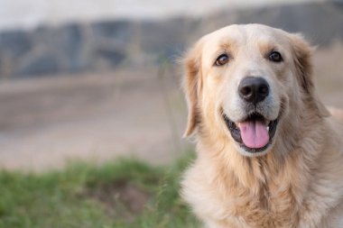 Gülümseyen Golden Retriever köpeğinin portresi. Detayları kapat.