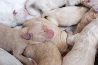 Yeni doğan Golden Retriever köpek yavrusu detayı. Evcil hayvan sanatı.