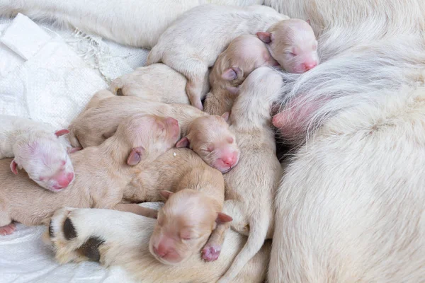 Recém Nascido Dourado Retriever Detalhe Filhote Cachorro Closeup Pet Art — Fotografia de Stock