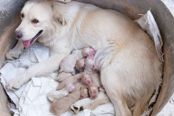 Mama Cão Golden Retriever Alimentando Filhote Cachorro Recém Nascido Leite — Fotografia de Stock