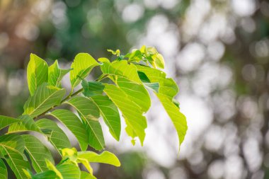 Yeşil ve sarı yapraklar ve güzel detaylar.