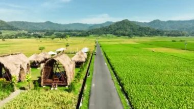 Pirinç tarlalarının hava görüntüsü Endonezya, Geblek Menoreh 'de hasat etmeye hazır.