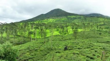 Wonosobo, Central Java, Endonezya 'da sisli bir sabah havadan çay tarlası manzarası