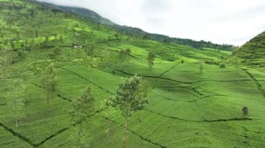 Wonosobo, Central Java, Endonezya 'da sisli bir sabah havadan çay tarlası manzarası