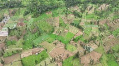Sindoro Dağı, Wonosobo, Central Java, Endonezya 'nın yanındaki Tambi tepesindeki teraslı sebze çiftliğinin hava manzarası.